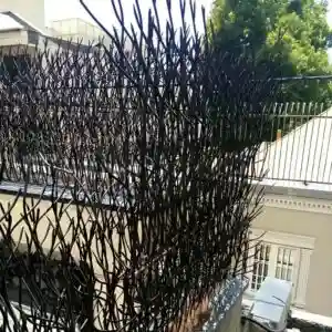 حفاظ شاخ گوزنی چیست و چه کاربردی دارد