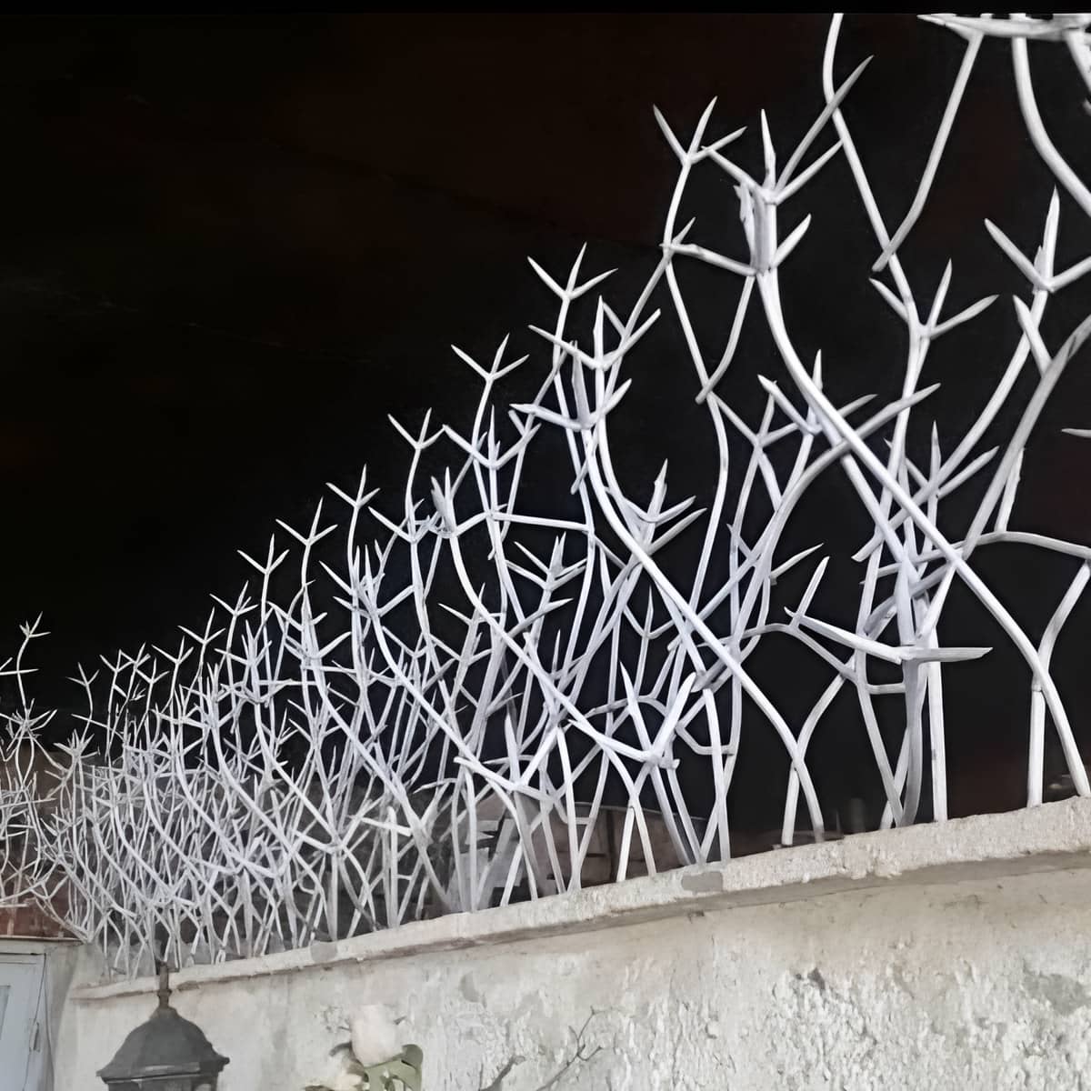 حفاظ شاخ گوزنی در اراک حفاظ شاخ گوزنی در اراک