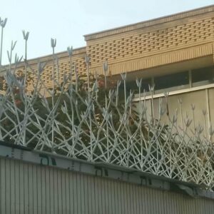 حفاظ شاخ گوزنی در سمنان