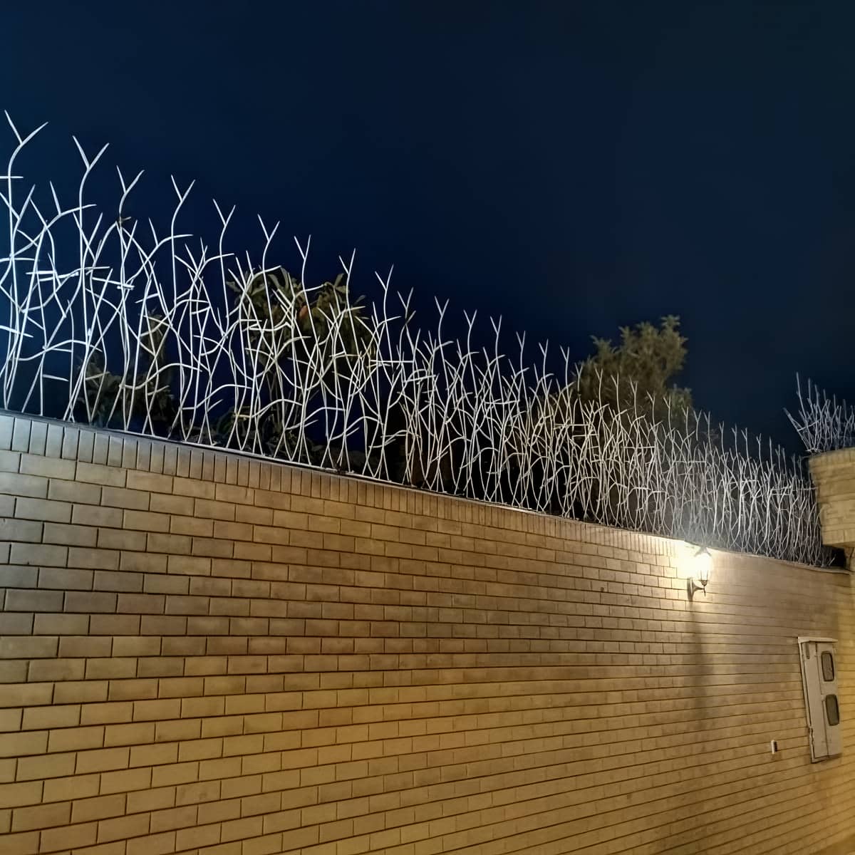 حفاظ شاخ گوزنی در بندر لنگه