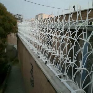 حفاظ شاخ گوزنی در قم