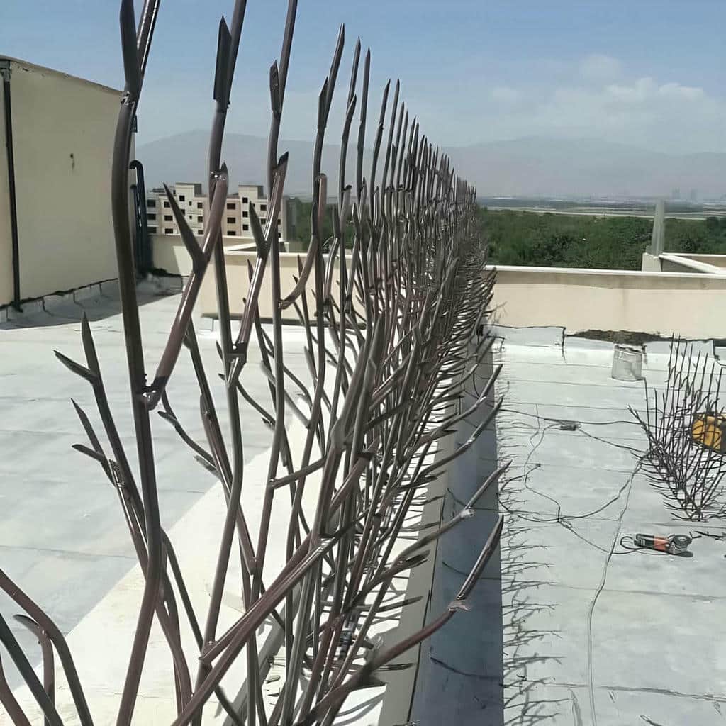 حفاظ شاخ گوزنی در کاشان