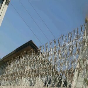 حفاظ شاخ گوزنی در محمدشهر