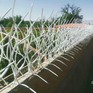 حفاظ شاخ گوزنی در بندرعباس