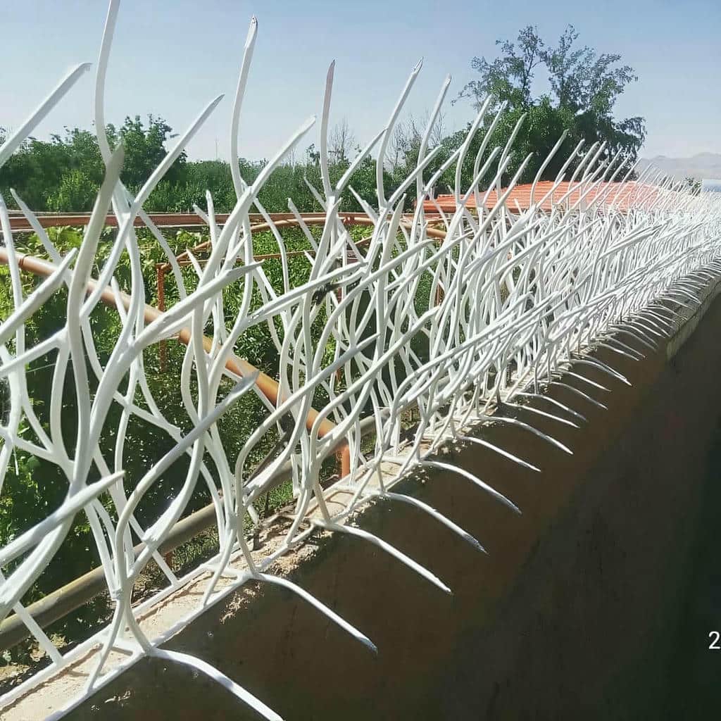 حفاظ شاخ گوزنی در بندرعباس