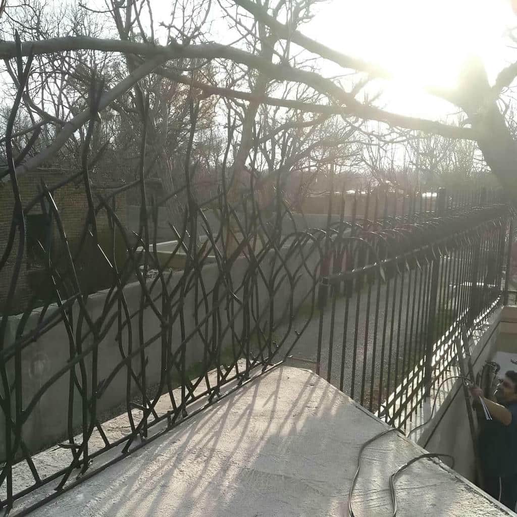 حفاظ شاخ گوزنی در کرمانشاه
