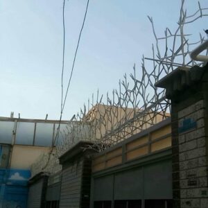 حفاظ شاخ گوزنی در تبریز
