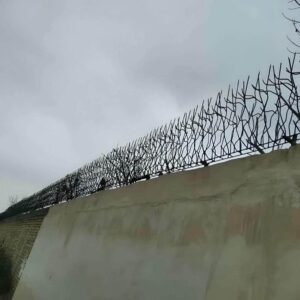 حفاظ شاخ گوزنی در استان مازندران
