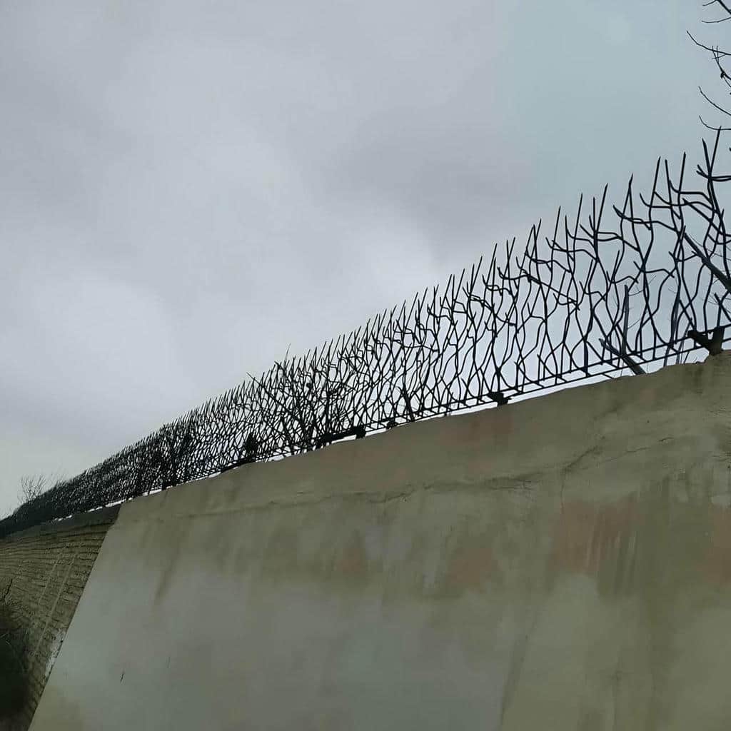حفاظ شاخ گوزنی در استان مازندران