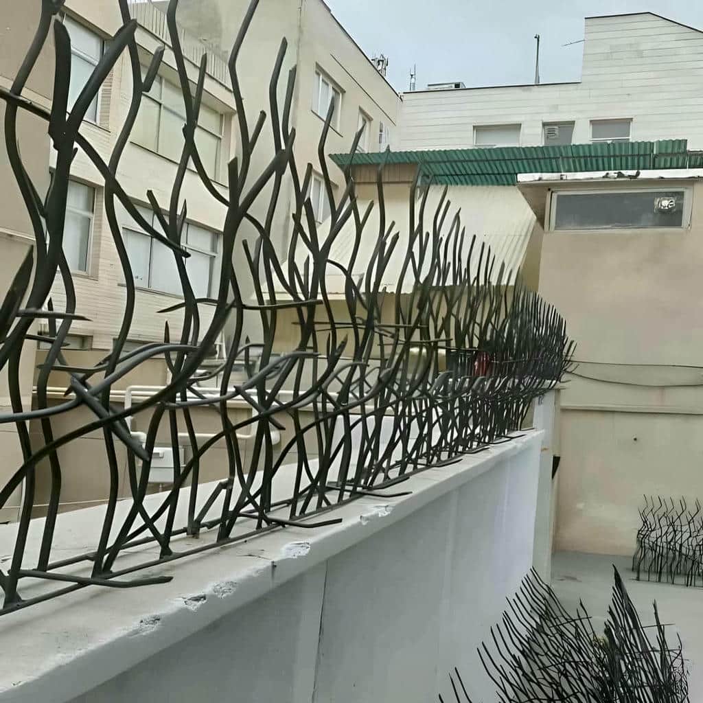 حفاظ شاخ گوزنی در آمل