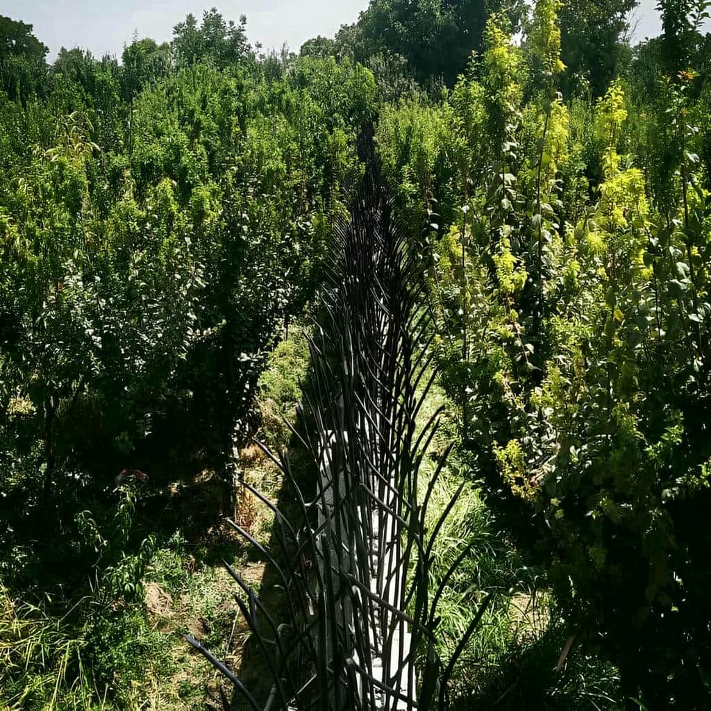 حفاظ شاخ گوزنی در کرج