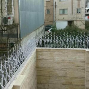 حفاظ شاخ گوزنی در سیرجان