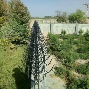 حفاظ شاخ گوزنی در ارومیه