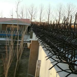 حفاظ شاخ گوزنی در گنبدکاووس