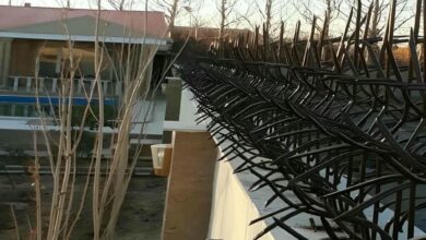 حفاظ شاخ گوزنی در گنبدکاووس