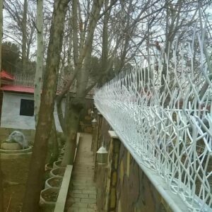حفاظ شاخ گوزنی در قشم