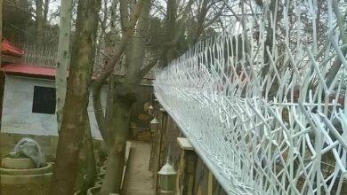 حفاظ شاخ گوزنی در قشم