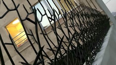 حفاظ شاخ گوزنی در خرم آباد