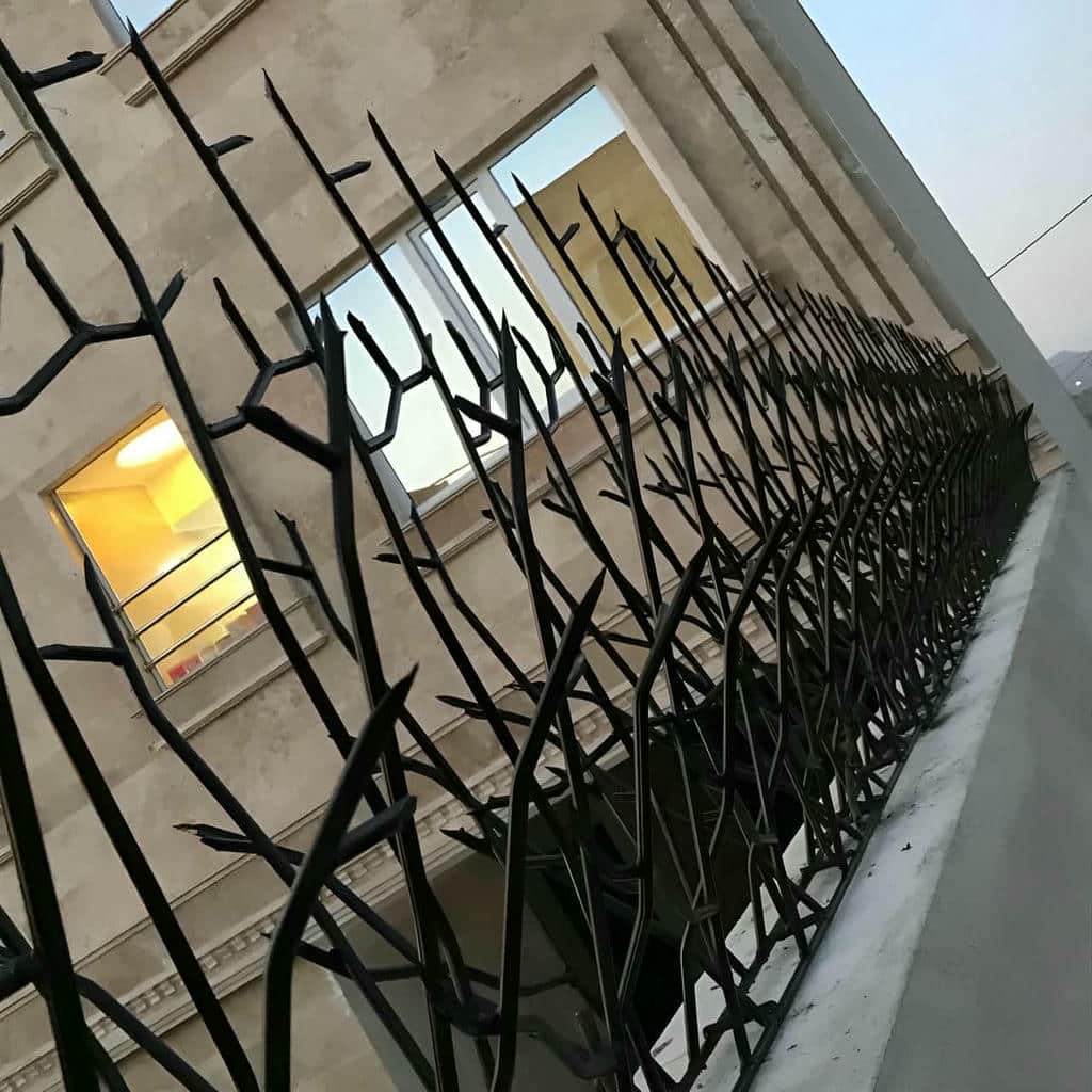 حفاظ شاخ گوزنی در خرم آباد