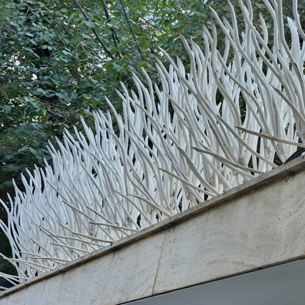 حفاظ شاخ گوزنی در یاسوج