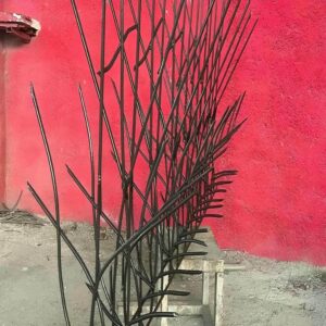 حفاظ شاخ گوزنی در کمال شهر