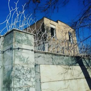 حفاظ شاخ گوزنی در استان گلستان