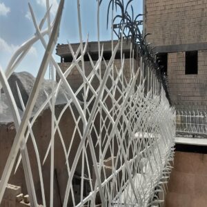 حفاظ شاخ گوزنی در فردیس کرج