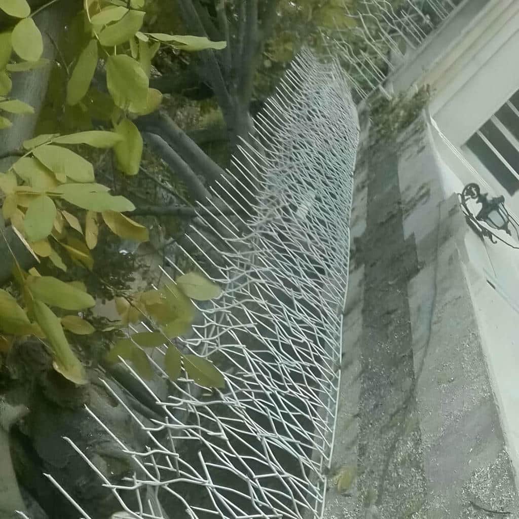 حفاظ دیوار شاخه های متراکم در گرگان حفاظ دیوار شاخه های متراکم در گرگان