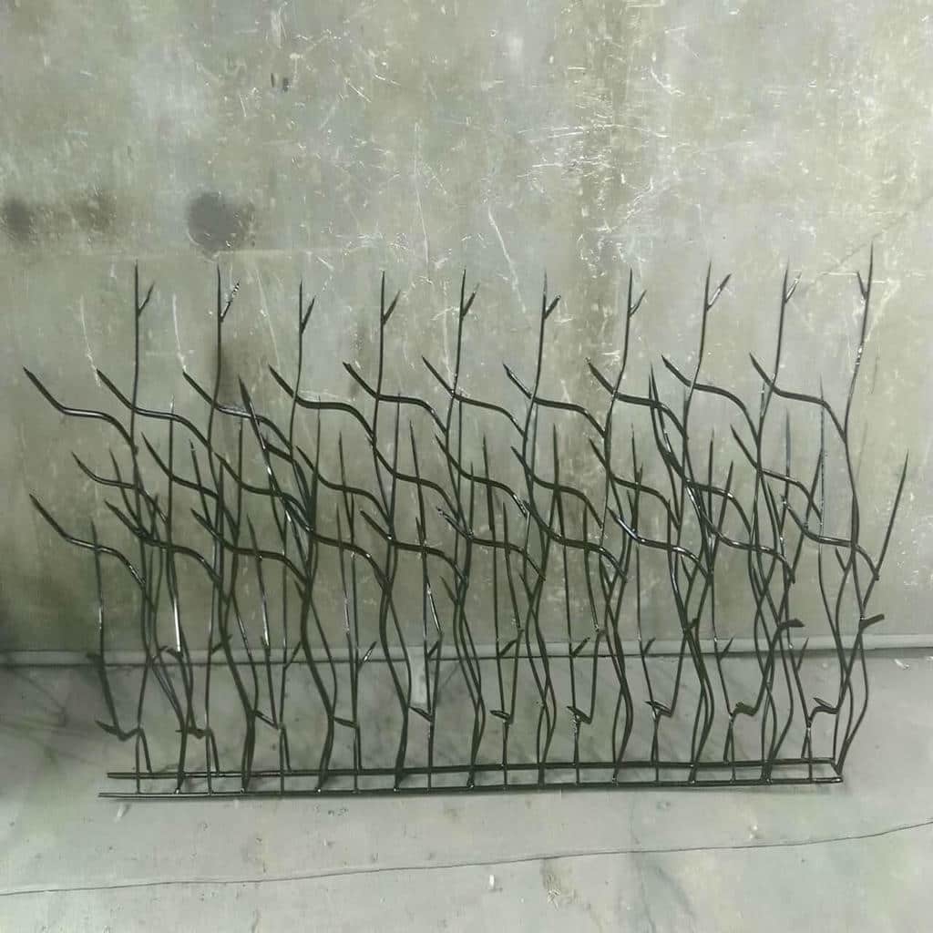 حفاظ دیوار شاخ گوزنی در استان همدان