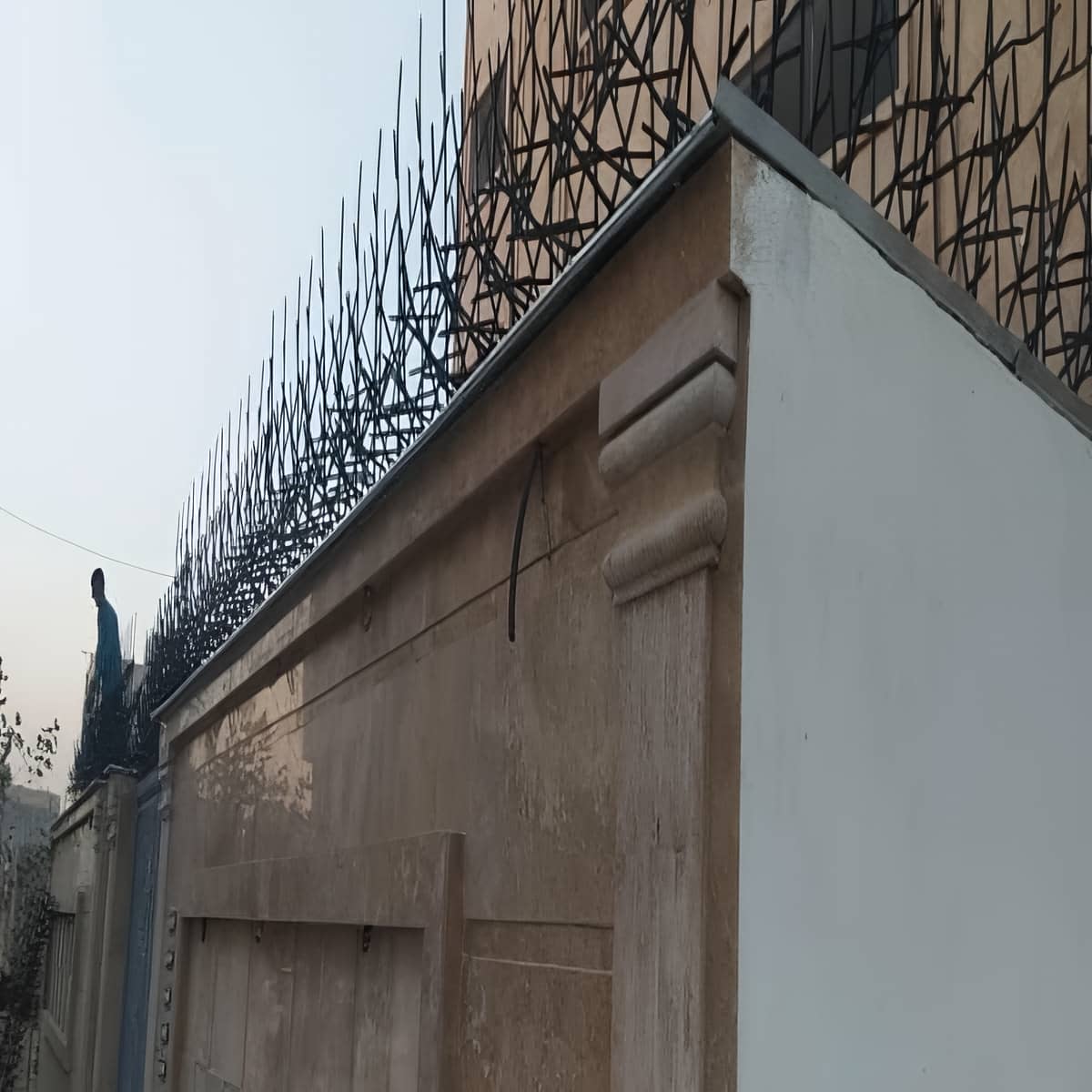حفاظ دیوار شاخ گوزنی مشکی در استان خوزستان