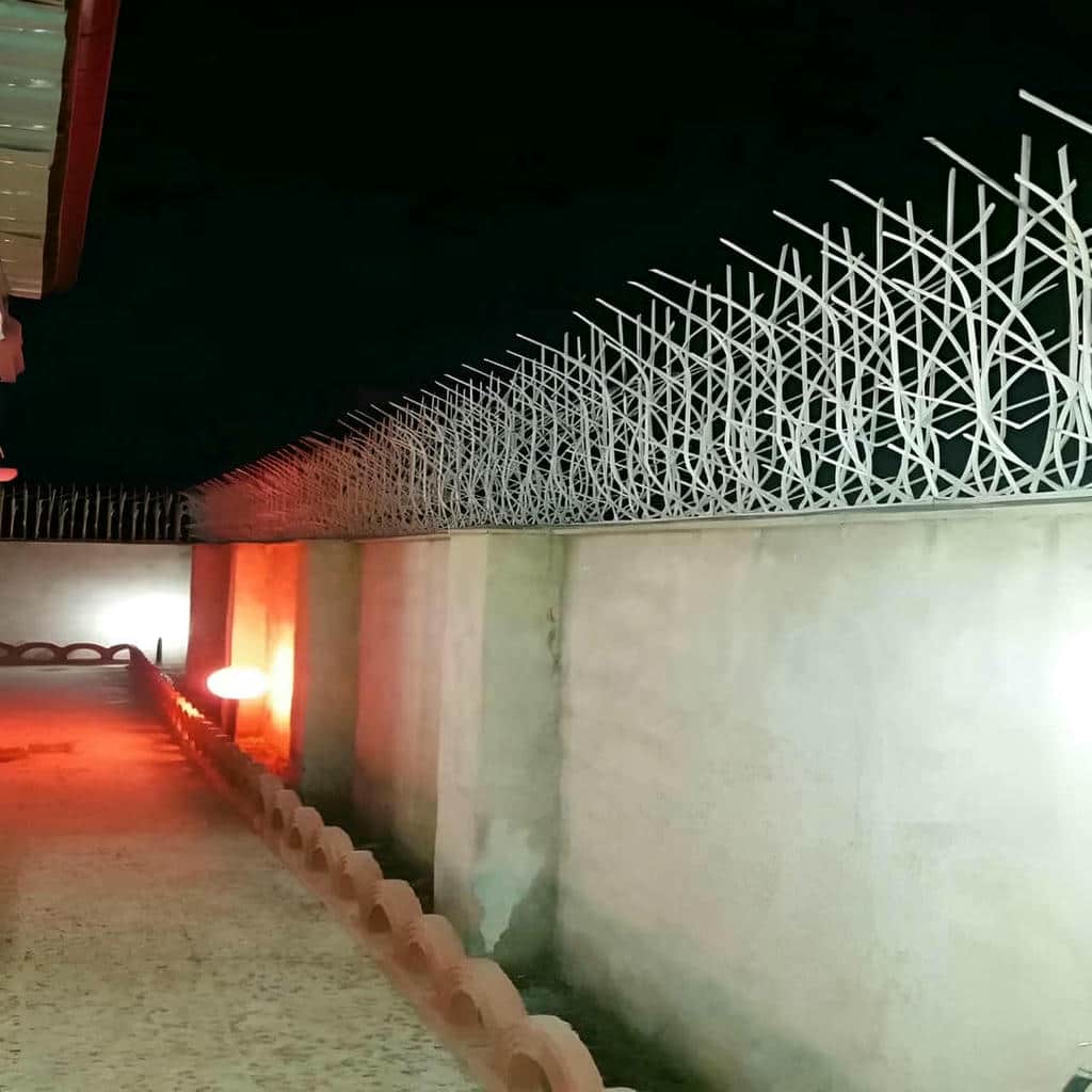 حفاظ دیوار شاخ گوزنی مشکی در استان لرستان