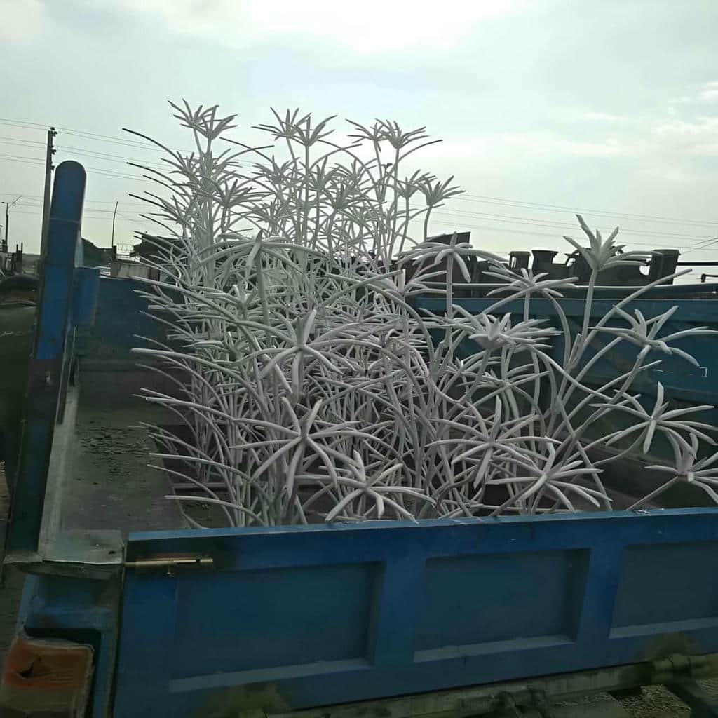 حفاظ دیوار شاخ گوزنی کنار محوطه در استان هرمزگان